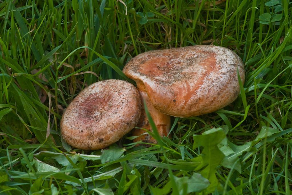Agroturystyka Sominy Piotr 外观 照片