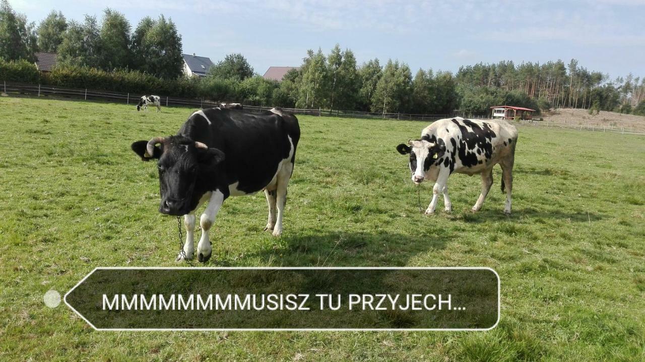 Agroturystyka Sominy Piotr 外观 照片